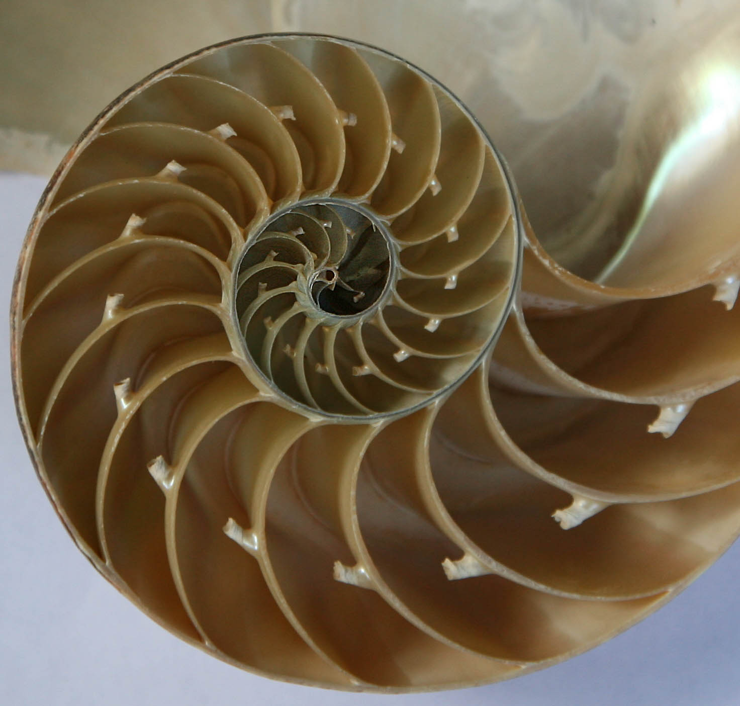 Golden ratio expressed in a seashell